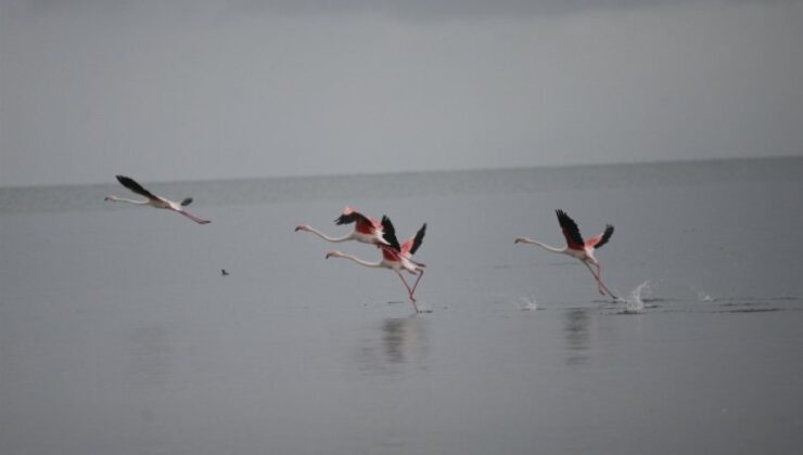 Flamingolar Bursa’da mola verdi