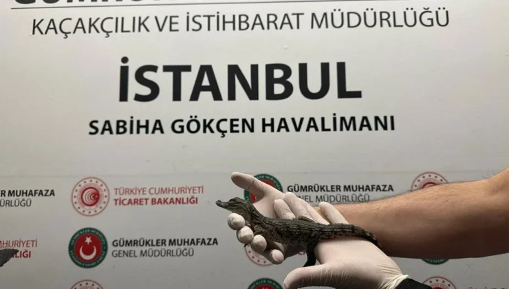 Gümrükte 7 yavru timsah ve 10 yavru kertenkele ele geçirild,