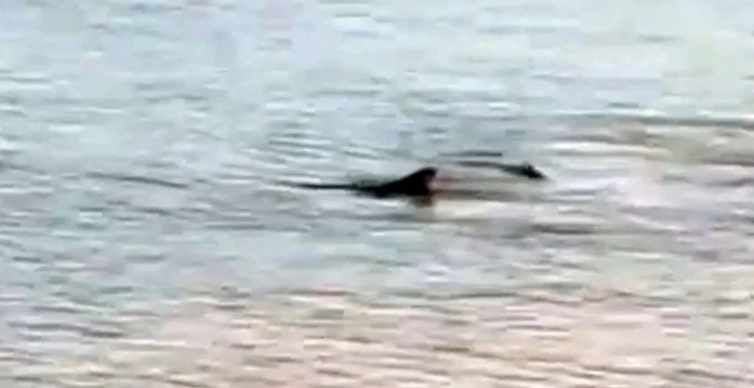 Önce Antalya şimdi de Datça… Sahillerde köpek balığı korkusu