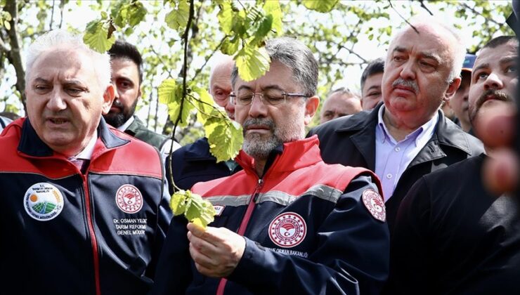 Zirai dondan etkilenen 16 meyve türüne destek