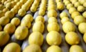 Limon ihracatındaki geçici kısıtlama kaldırıldı
