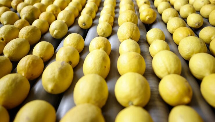Limon ihracatındaki geçici kısıtlama kaldırıldı