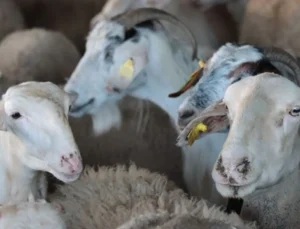 İl il kurban fiyatları belli oldu