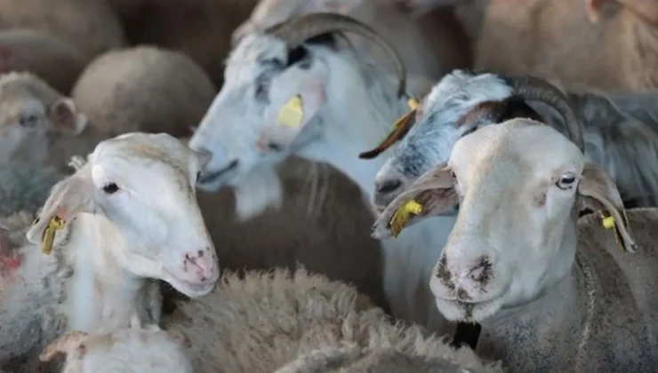 İl il kurban fiyatları belli oldu