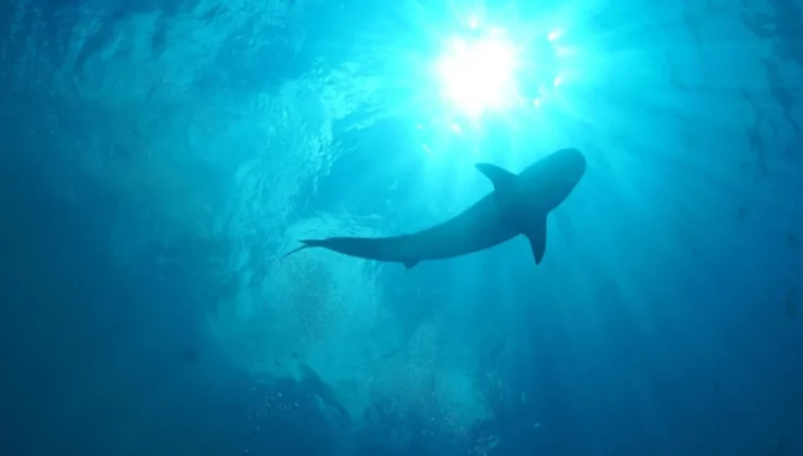 Türk yüzücülere Pasifik’te köpek balığı saldırdı