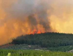 Bursa Osmangazi’de orman yangını