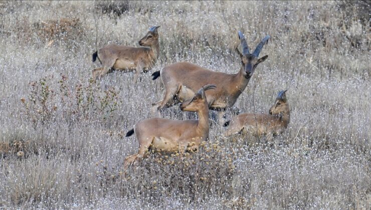 Hakkari’de koruma altındaki dağ keçileri görüntülendi