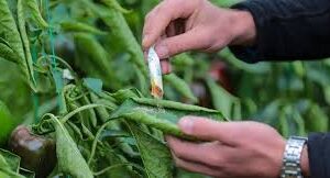 Bakan Yumaklı: Zirai ilaçlar reçete ile alınacak