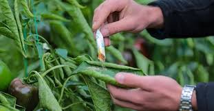 Bakan Yumaklı: Zirai ilaçlar reçete ile alınacak