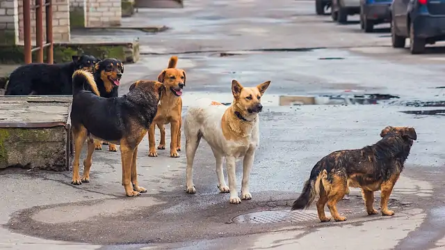 İstanbul’da sokak köpeklerini beslemek yasaklandı