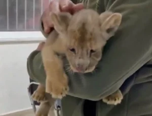 Gorilden sonra şimdi de aslan!