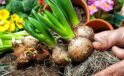 Hangi Çiçek Soğanlarının İhracatı Yasaklandı?