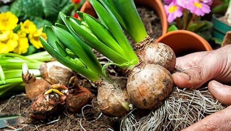 Hangi Çiçek Soğanlarının İhracatı Yasaklandı?