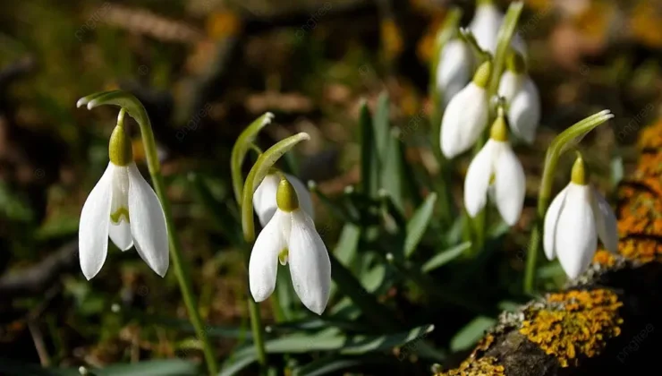 Bursa’ya “Şubat Baharı”geliyor