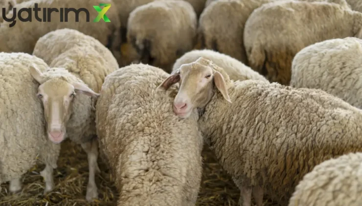 Toklu ihracatının önü açıldı