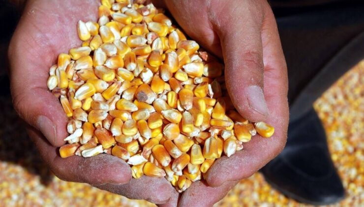 Mısır ithalatında vergi indirimi: %130 yerine %5 uygulanacak