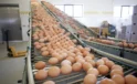Yıllık 50 milyon yumurta üreten şirket iflas etti