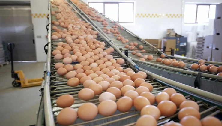 Yıllık 50 milyon yumurta üreten şirket iflas etti