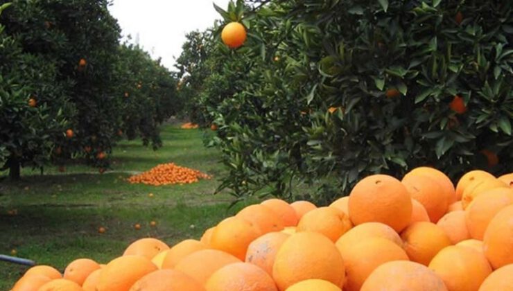 3 kentten 256 milyon dolarlık turunçgil  ihracatı