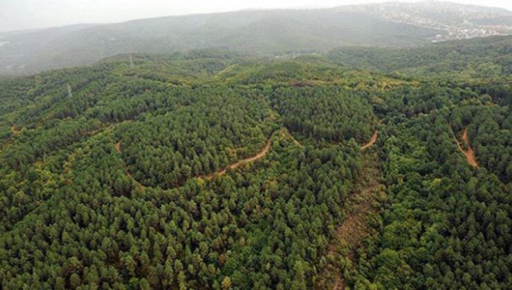 6 bin 500 hektar orman kül oldu