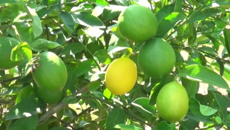 Turunçgilde ihracat sezonu erkenci limonla açılacak