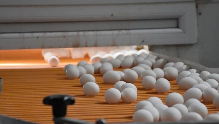 Yumurta üreticileri Afrika pazarı için lojistik desteği bekliyor