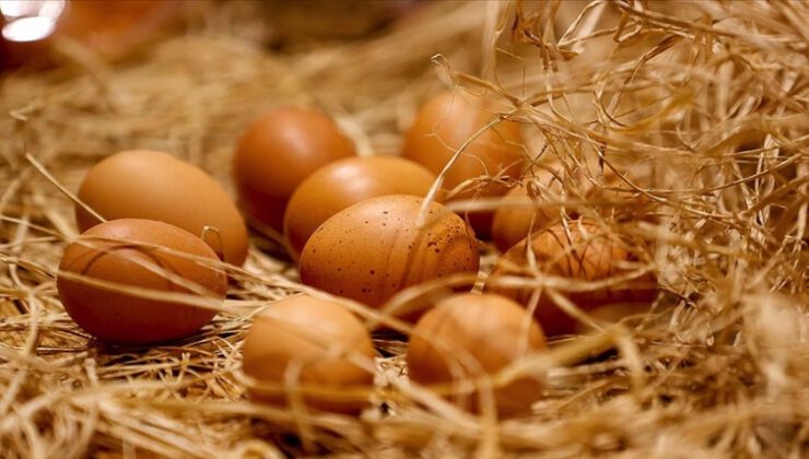 Yumurta üretimi ekimde arttı