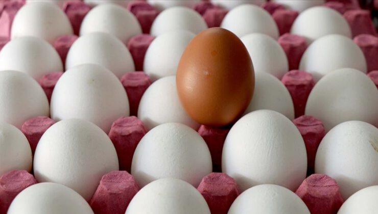 Yumurta ve su ürünlerindeki KDV indirimi üreticileri sevindirdi