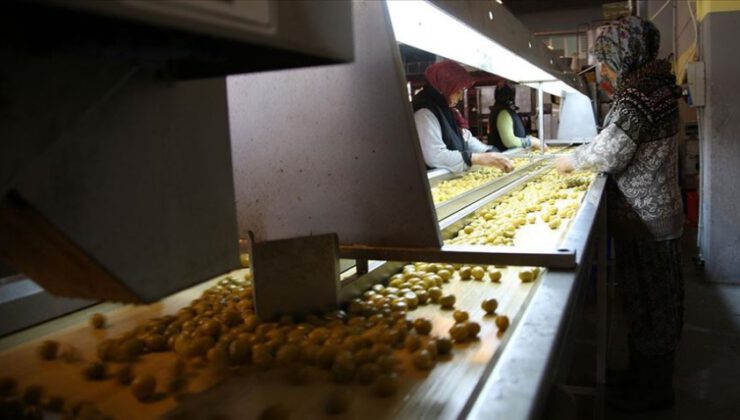 Zeytin ihracatı 142 milyon dolara ulaştı