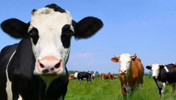 Besilik sığır ithalatı başvuruları durduruldu