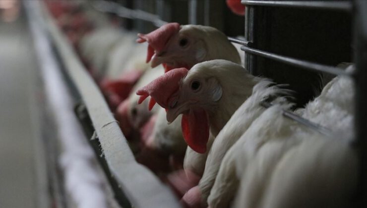 Çin’e kanatlı eti ve ürünleri ihracatı başladı