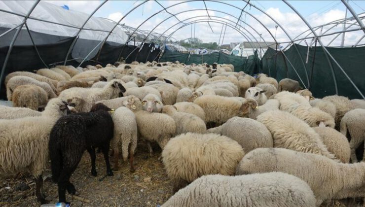 Çoban istihdamına 62 milyon lira destek