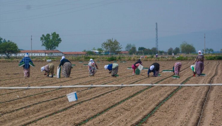 Karacabey’de salçalık domates ekimi başladı