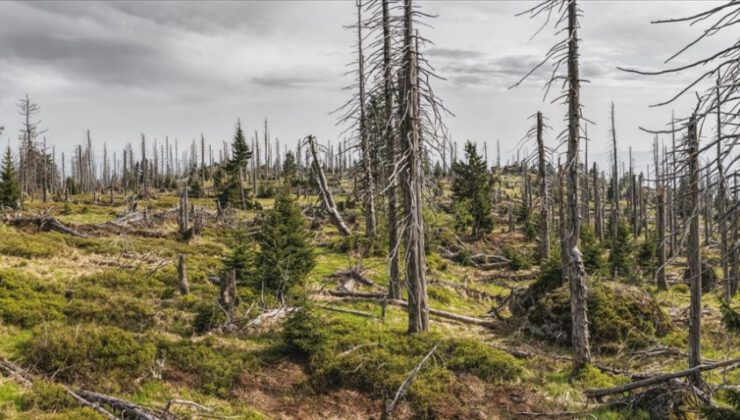 Kuraklık nedeniyle her yıl 5,2 milyon hektar orman arazisi azalıyor