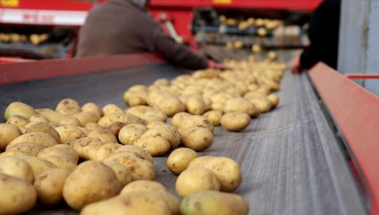 Patates üreticileri ihracat teşviki bekliyor