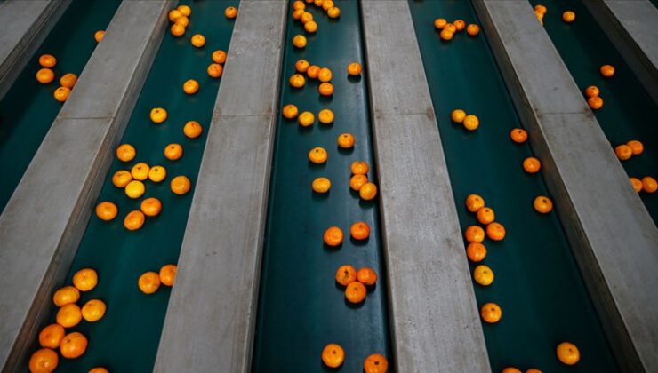 Rusya’ya en çok mandarin ihraç edildi