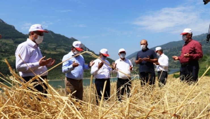 Samsun’da buğday hasat töreni gerçekleştirildi