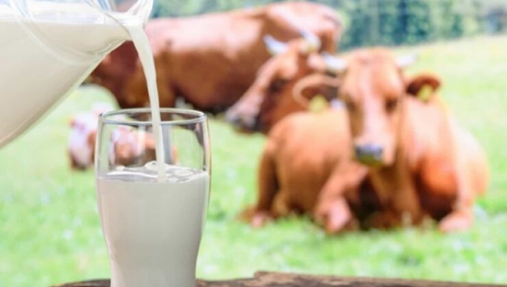 Toplanan inek sütü miktarı eylülde azaldı